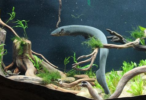 Georgia Aquarium Opens Electric Eel Habitat | Georgia Aquarium