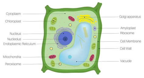 Simple Plant Cell Structure Diagram