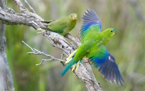 Fundraiser by Mark Holdsworth : Orange-bellied Parrot Volunteers