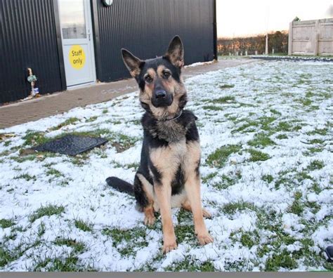 German Shepherd Dog in the Snow