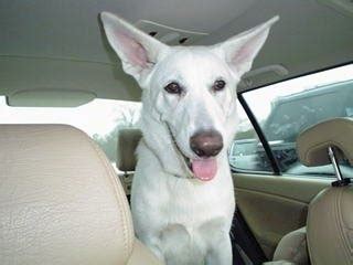 American White Shepherd Dog Breed Pictures, 1