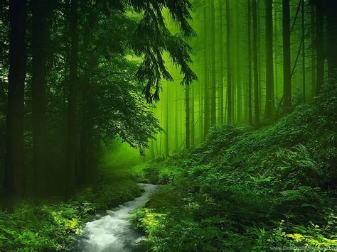 Dark Green Forest Wallpapers - Wallpaper Cave