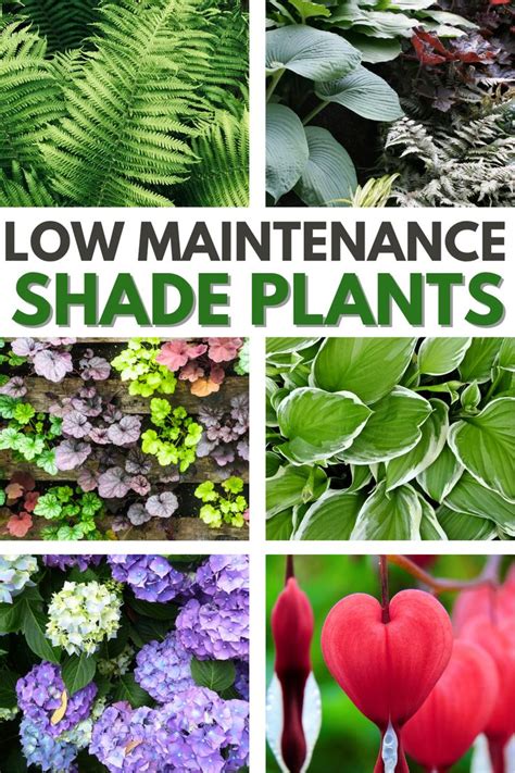 Top Low Maintenance Shade Plants for Your Garden