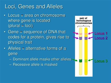 PPT - Human Genetics PowerPoint Presentation, free download - ID:1447706