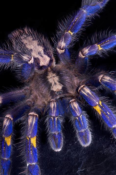 Blue Tarantula Hair Inspires Nonfading Color Pigment | Live Science