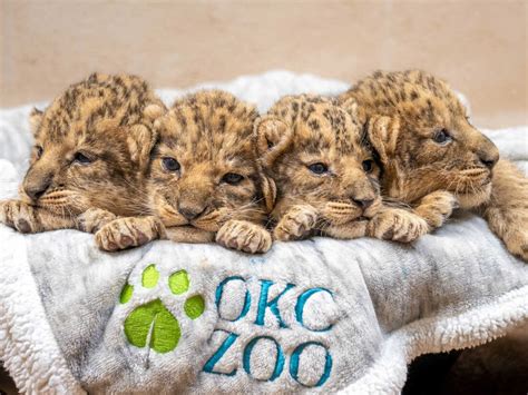 Oklahoma City Zoo wants help naming their lion cubs : NPR