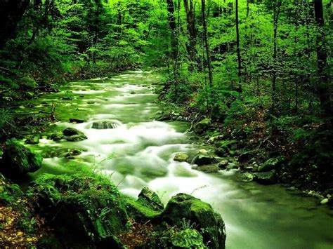 Green Nature Wallpaper Desktop - WallpaperSafari