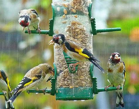 Where Do Birds Go In The Rain? | Bird Spot