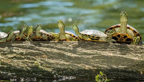 Red-Eared Slider Tank Size: What's the Best Option for Your Pet ...