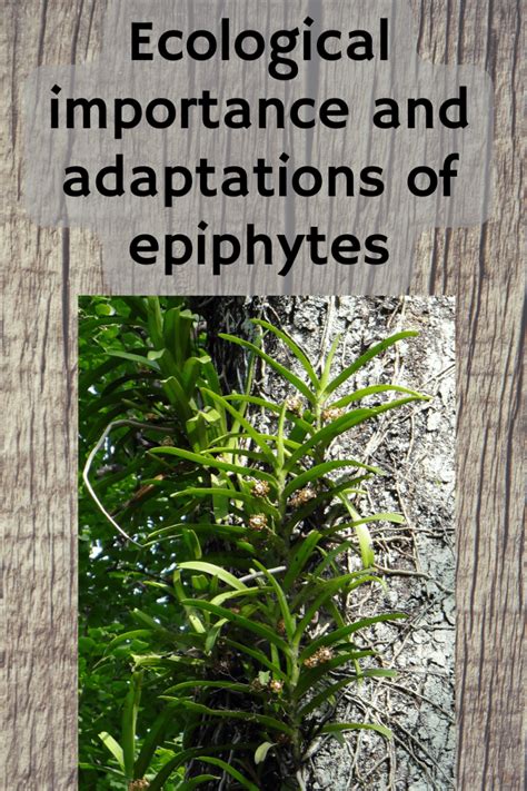 Ecological importance and adaptations of epiphytes Nitrogen Fixation ...