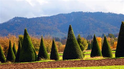 A Landscape Picture with Cone-shaped Trees Stock Photo - Image of fall ...