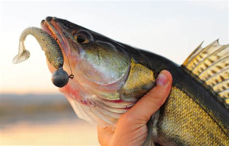 Best Walleye Lures - Northland Lodge Resort & Campground on Lake Winnie ...