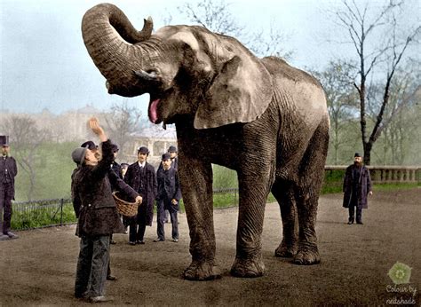 Tinting History: Jumbo the Elephant