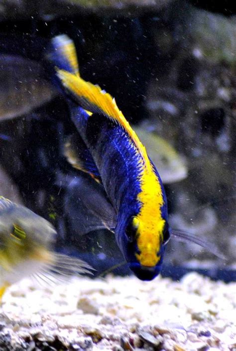 30 best images about Freshwater Fish: Other Lake Malawi Cichlids on ...