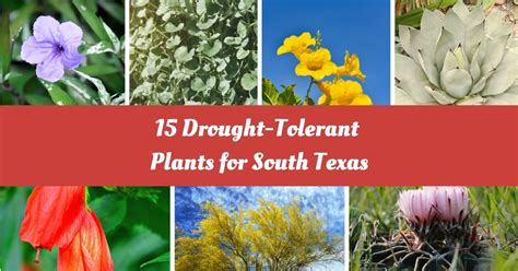 15 Best Drought-Tolerant Plants For South Texas Landscape