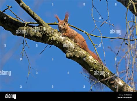 Squirrels climbing trees hi-res stock photography and images - Alamy