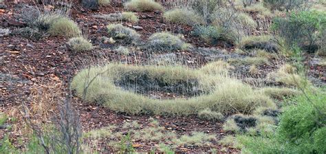 plants AUSTRALIAN Desert Shrublands and Grasslands