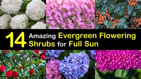 Flowering Shrubs For Full Sun