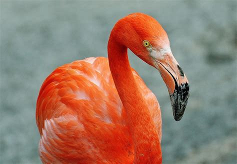 Free photo: Flamingo, Bird, Colorful - Free Image on Pixabay - 1346640