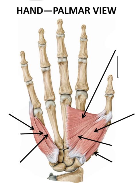 Hand Muscles Palmar View Diagram | Quizlet