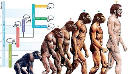 Neanderthals contradict the evolutionary prediction : r/DebateEvolution