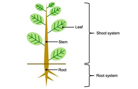 Information On Vascular Plants