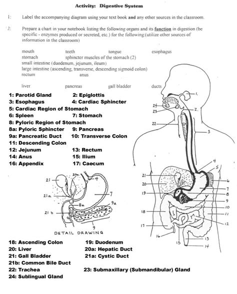 Anatomy And Physiology Worksheet Anatomy Worksheet Physiolog