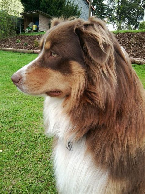 red merle australian shepherd with green eyes - Google Search | Aussie ...