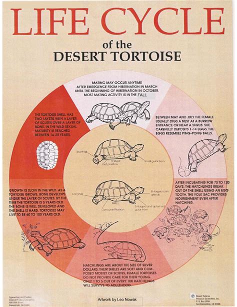 Life Cycle Of Desert Tortoises