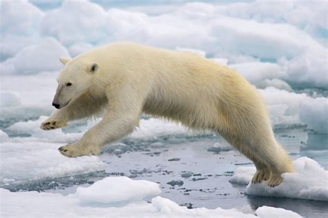 Polar Bears' Melting Habitats | California Academy of Sciences