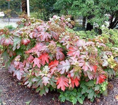 Sikes Dwarf Oakleaf Hydrangea | New Life Nursery