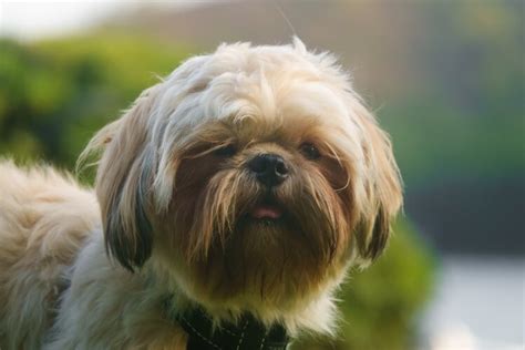 Shih Tzu Poodle Mix: Shih-Poo Dog Breed Guide - Marvelous Dogs