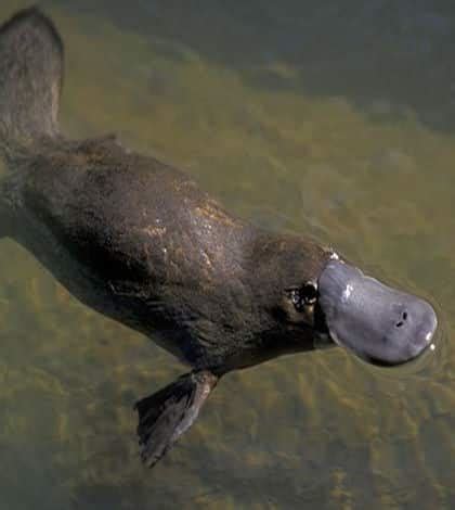 Fossil of 'platypus-zilla' found in Australia