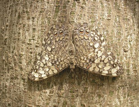 20+ Camouflage Animals That You Have to See to Believe