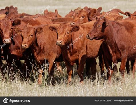 Red angus cattle ⬇ Stock Photo, Image by © EcoPic #158108212