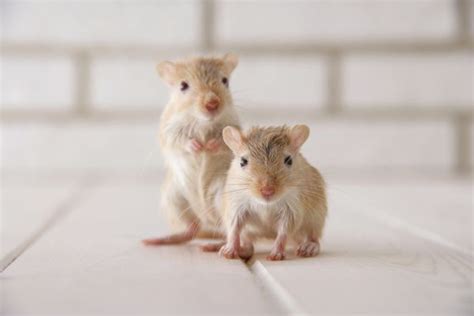 10 Best Small Rodents to Keep as Pets