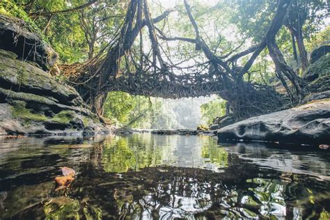 Living Root Bridge of Mawlynnong - (7N /8D ) Assam, Meghalaya Tour ...