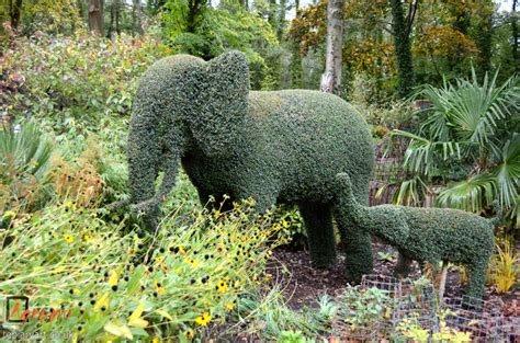 Topiary Animals - Agrumi New Forest Bespoke Topiary