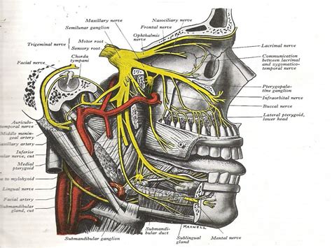 Trigeminal nerve