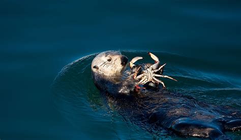 Sea Otters Share Their Habitat With What Other Important Organisms