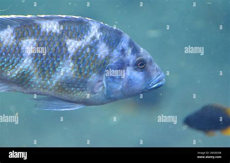 Lake Malawi Cichlids | Cichlidés du Lac Malawi 16/11/2017 Stock Photo ...