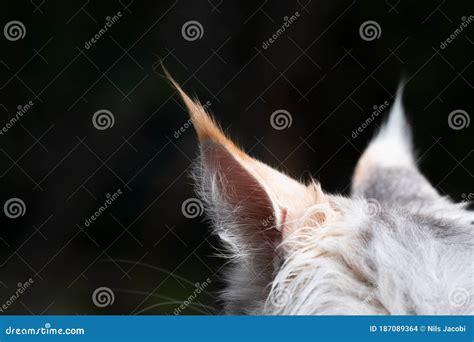 Maine coon cat ears stock photo. Image of tuft, tassel - 187089364