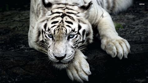 White Tiger Wallpapers - Top Free White Tiger Backgrounds - WallpaperAccess