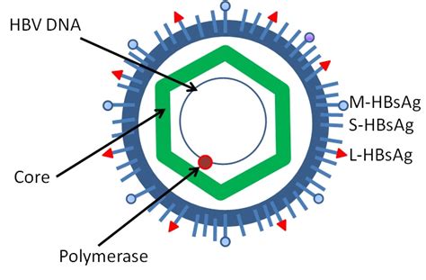 PCR Primers for Hepatitis B Virus (HBV) Detection