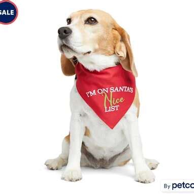 10 Christmas Dog Bandanas That Are Very Merry And Bright - DodoWell ...