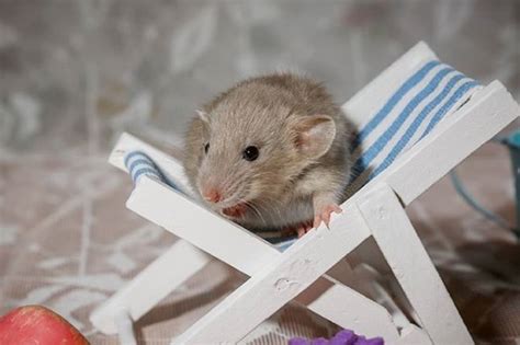 10 Best Small Rodents to Keep as Pets - PetPress