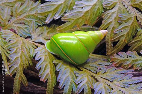 Emerald green snail or Green tree snail, scientific name : Papustyla ...