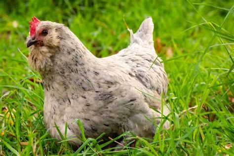 Ameraucana: Chicken Breed Information and Owner’s Guide | Chickens And More