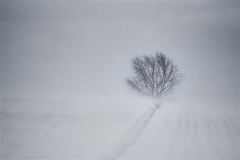 Wallpaper : landscape, white, monochrome, snow, branch, frost, wind ...