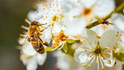 Bee Pollen: Benefits, Dosage, Side Effects, Drug Interactions, and ...